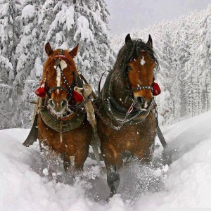 Caballos en visita Rumanía